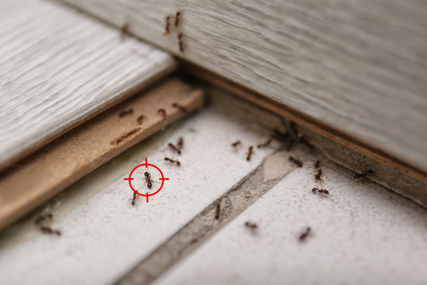 Best Termite Control Services  in Wood Ridge, NJ