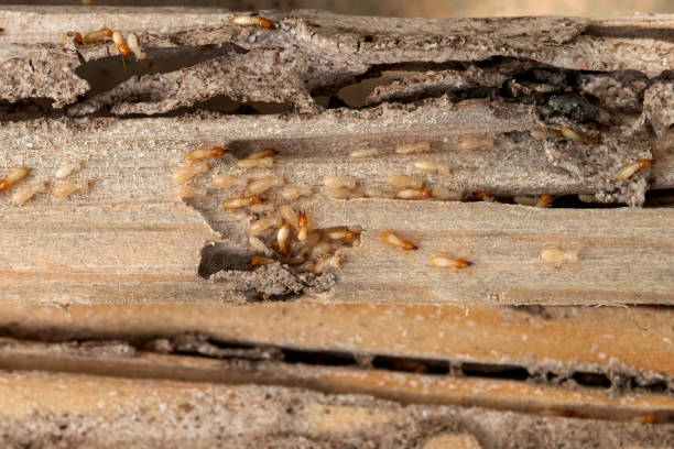 Best Cockroach Control Services  in Wood Ridge, NJ